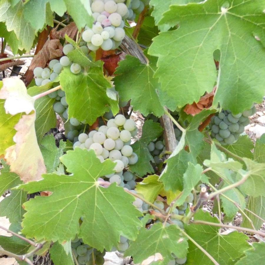 L'Annexe Villa Verdigny Eksteriør bilde